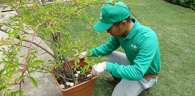 植木鉢のメンテナンスのイメージ01