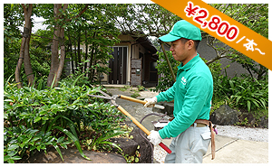 庭木のメンテナンス 1本2,800円から