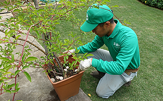 植木鉢のメンテナンス