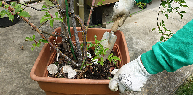 植木鉢のメンテナンスのイメージ04