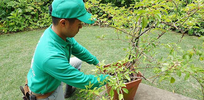 植木鉢のメンテナンスのイメージ02