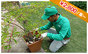 植木鉢のメンテナンス 1本2,800円から